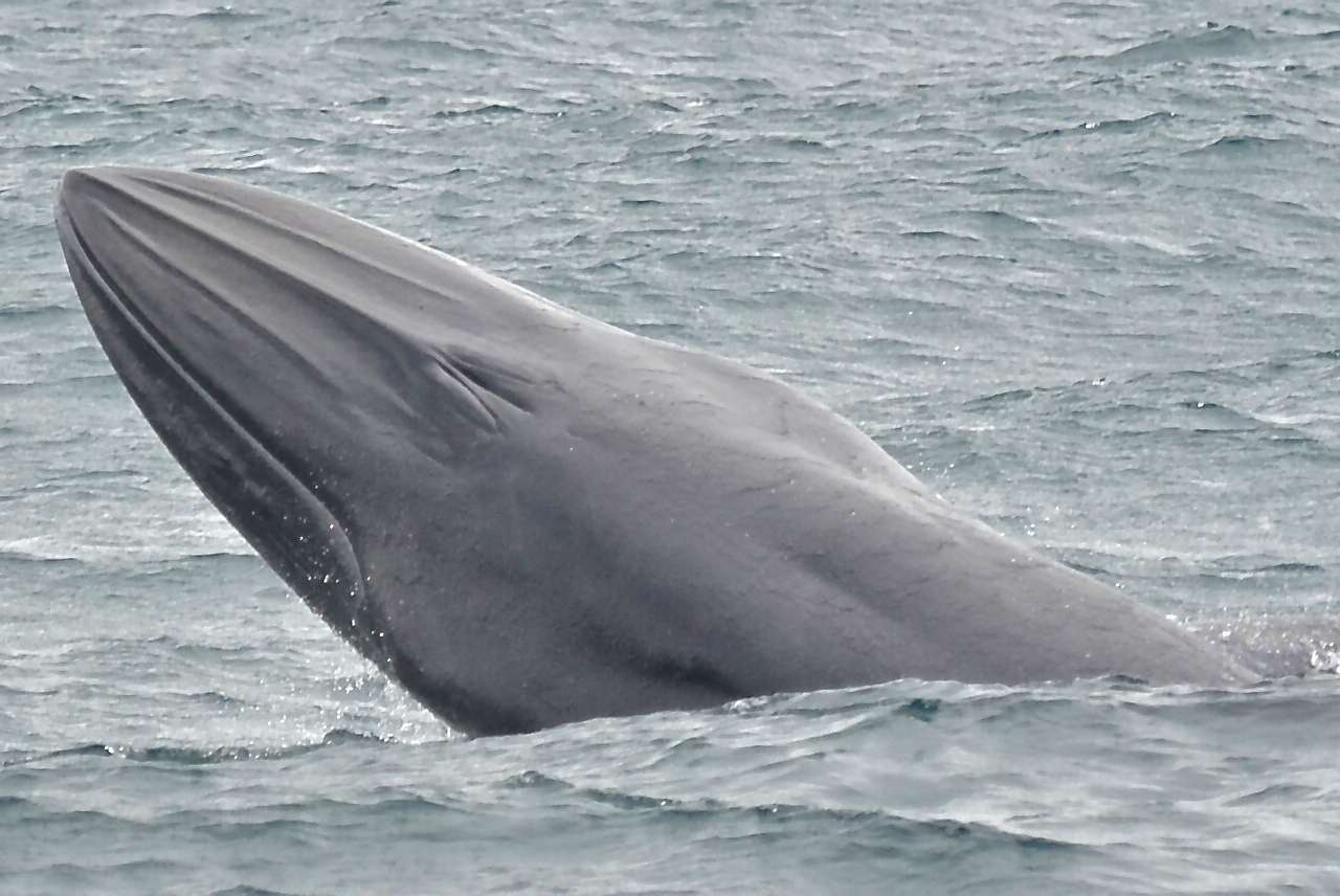 Byrdov kit Vir:Wikipedia