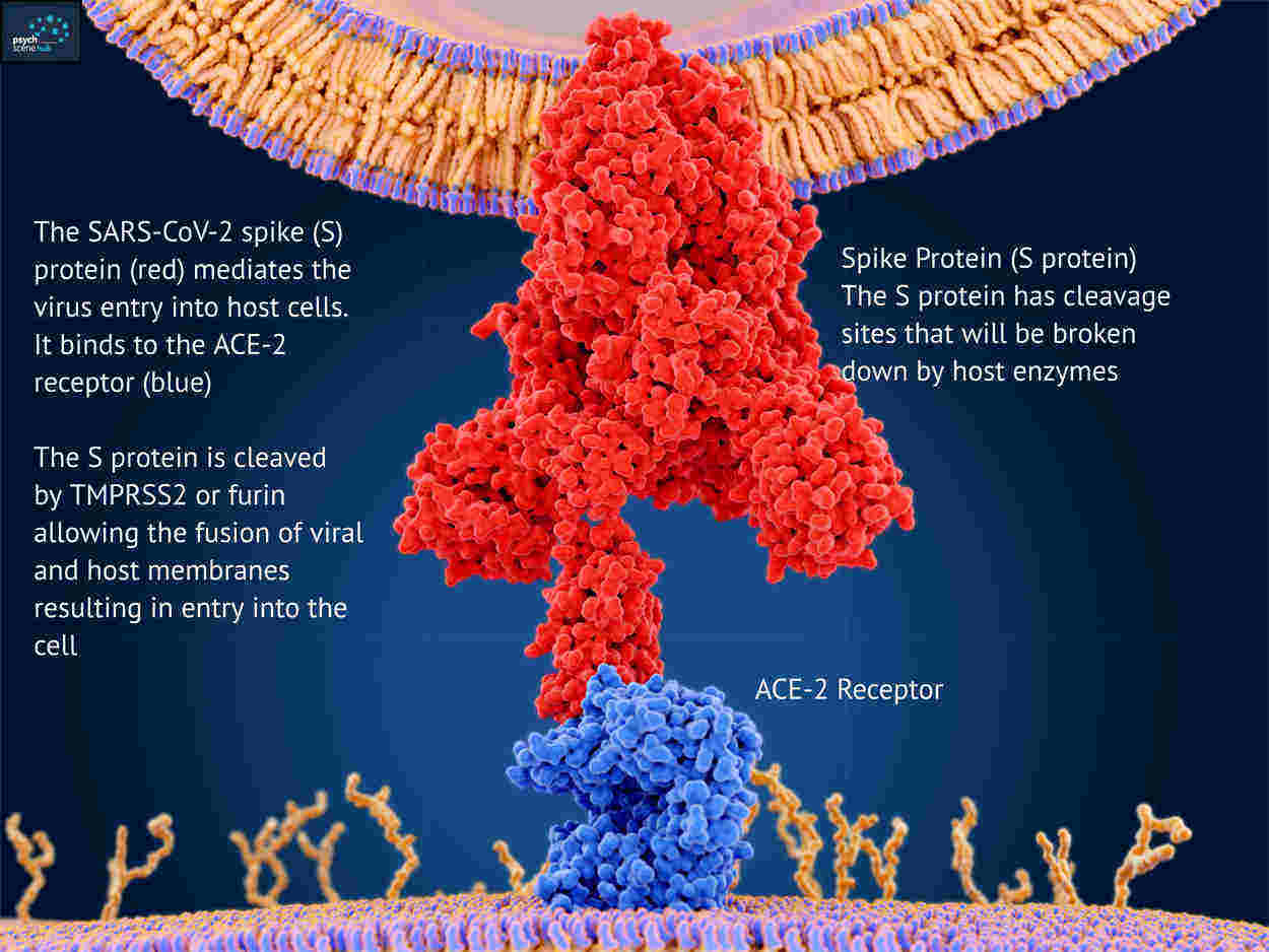 Kako se koronavirus prilepi na celico