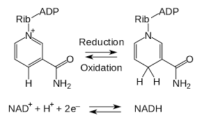 ATP