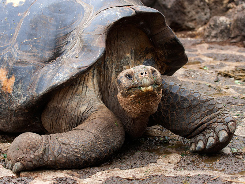 Galapagos