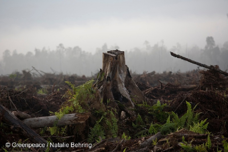 Posekani gozdovi Vir: Greenpeace