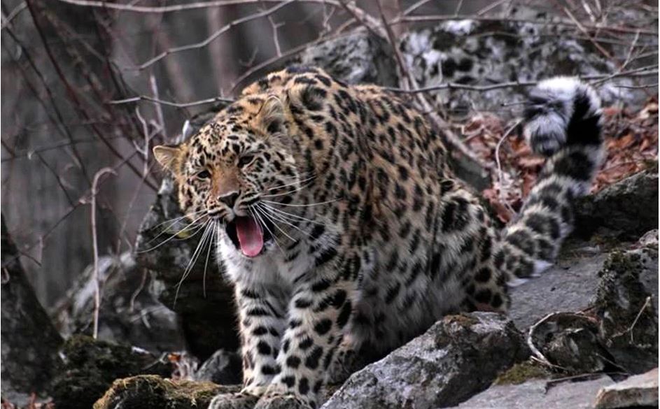 Amur - sibirski leopard