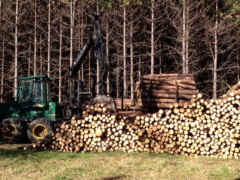 Sanacijo gozdov po vetrolomu na Koroškem narekuje vreme
