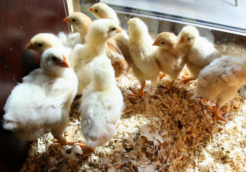 Zaradi škandala z oporečnimi jajci zdaj pod drobnogledom piščanci