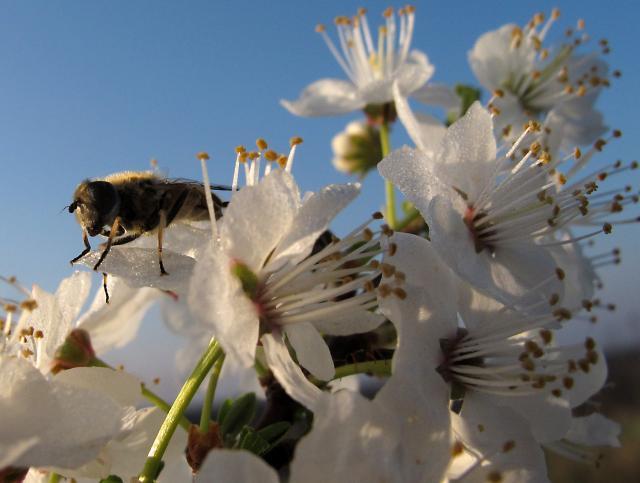 Predsednik čebelarske zveze: Za prihodnost čebel v Sloveniji pomemben tudi premik v kmetijstvu