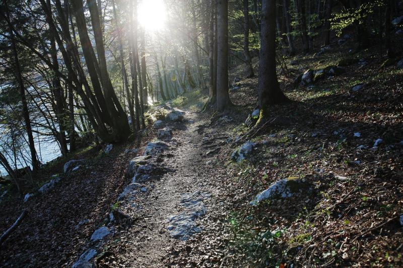 Vodja blejske enote zavoda za gozdove o lubadarju na Gorenjskem: Tega človek še ni videl