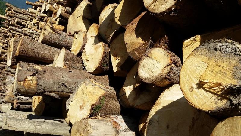 V Solčavi zaživel projektni konzorcij gozdno lesne verige