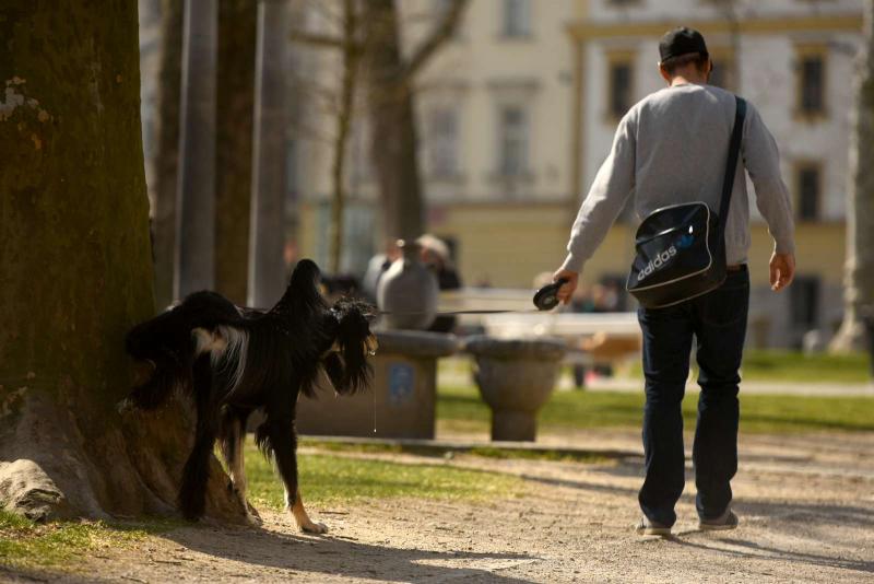Trije pasji parki za ljubljanske pse