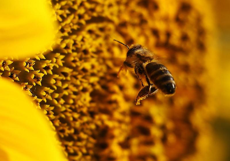 Ob svetovnem dnevu čebel na voljo milijon spominskih kovancev