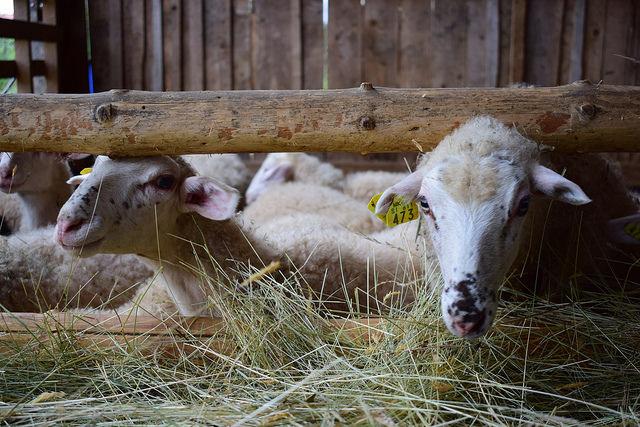 Danes začetek zbiranja vlog za kmetijske subvencije