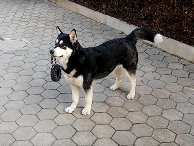 Malo za sprostitev: Odgovor aljaške malamutke na sireno rešilca