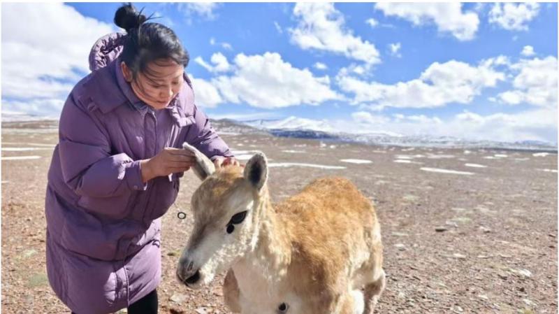 Novinka uspešno sprejeta: Čredi tibetanskih antilop se je pridružila »robotska sestra«