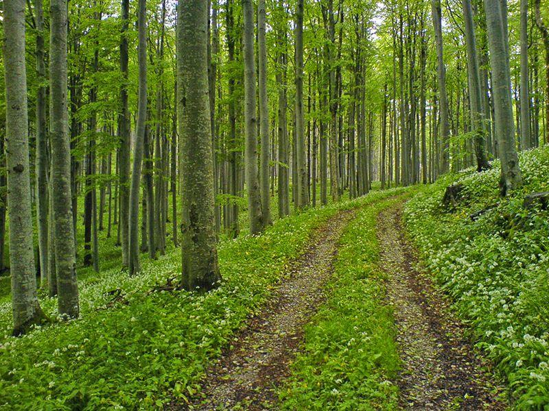 Slovenski bukovi gozdovi med svetovno elito naravne dediščine