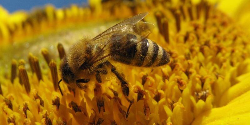 Slovenija ob svetovnem dnevu čebel gosti mednarodno ministrsko srečanje