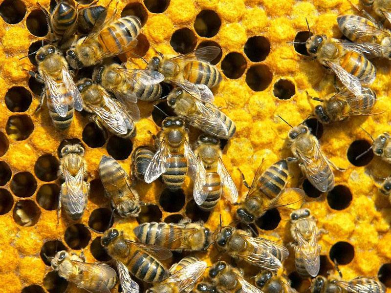 Čebelarji pričakujejo slabo letino