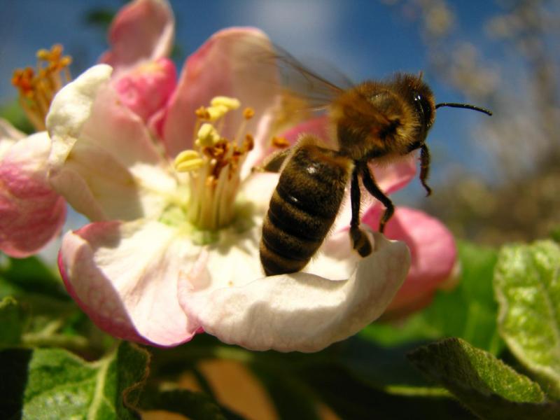 Slovenija si prizadeva zaščititi čebele na ravni EU