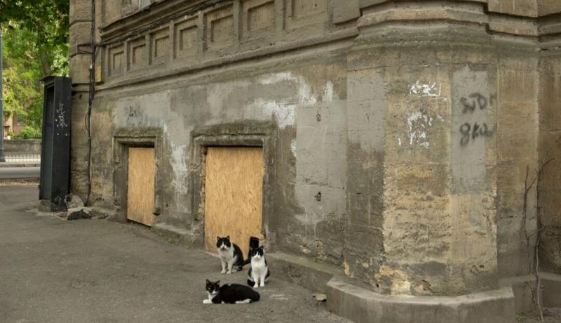 Derusifikacija mačk v Lvovu: Kako se v ukrajinščini reče »mijav«