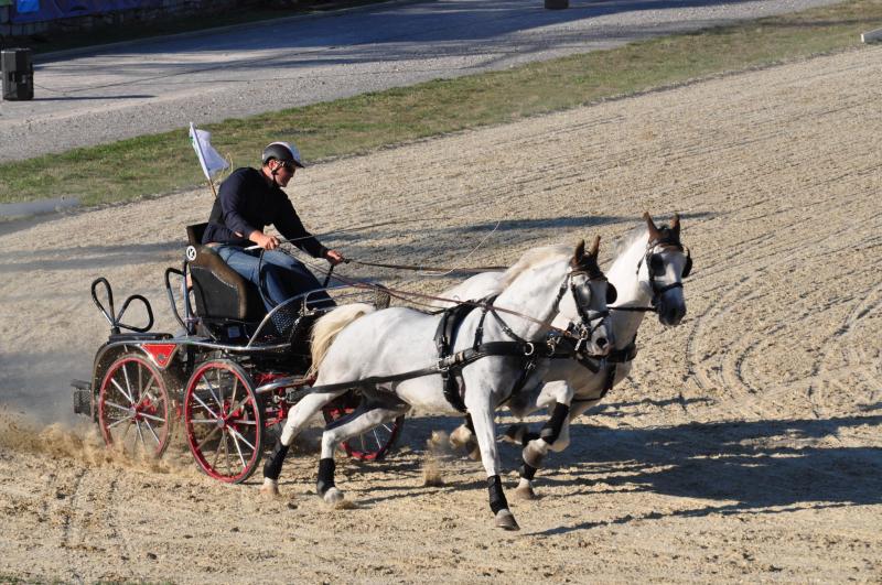 Kobilarno Lipica lani obiskalo skoraj 89.000 gostov