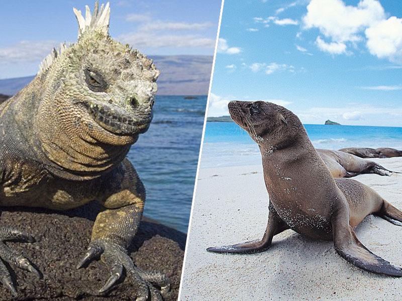 Okoljevarstveniki s pomočjo donacij rešujejo živali in rastline Galapagosa