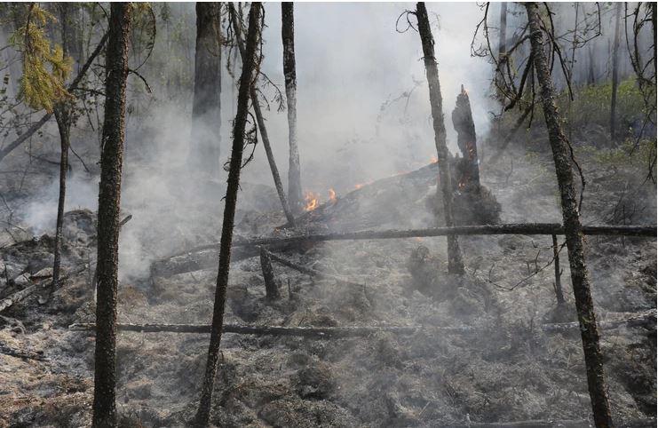 Sibirija v plamenih: Ruski gasilci gasijo 147 gozdnih požarov, ogenj zajel 303.000 hektarjev
