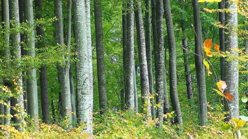 Mednarodni dan gozdov v znamenju obnovljive energije