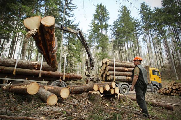 Slovenski državni gozdovi v 10 mesecih s 16 milijonov evrov dobička pred davki