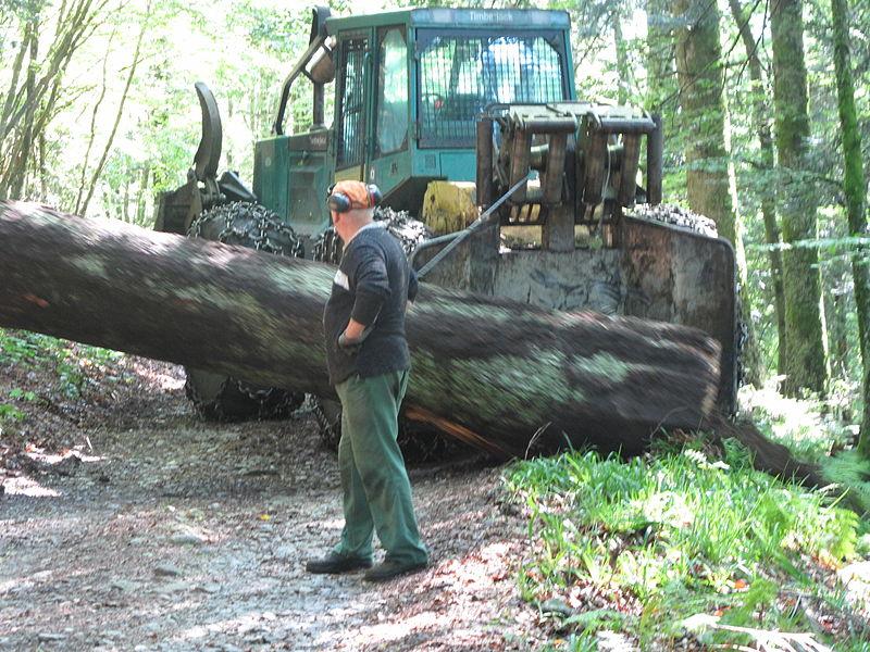 V slovenskih gozdovih lani posekali pet milijonov kubičnih metrov lesa