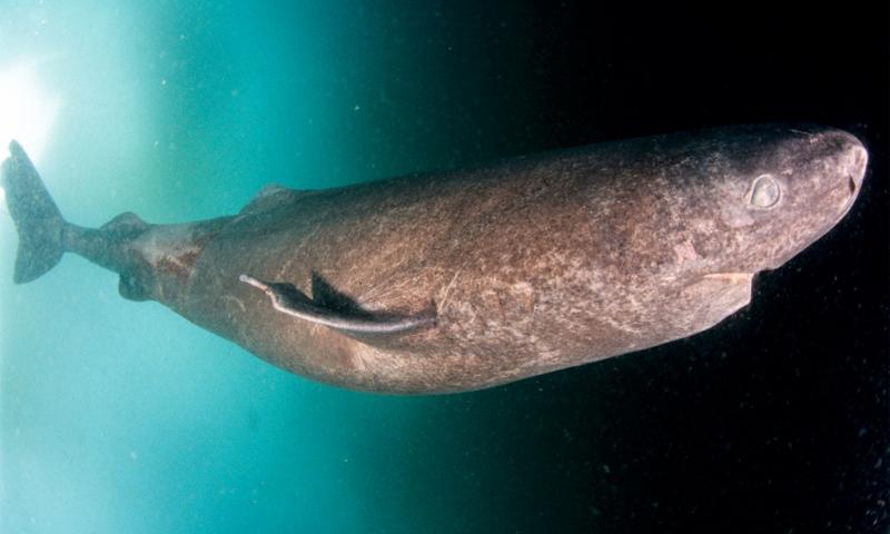 Znanstveno dokazano: do 512 let star grenlandski morski pes je najstarejši vretenčar na Zemlji