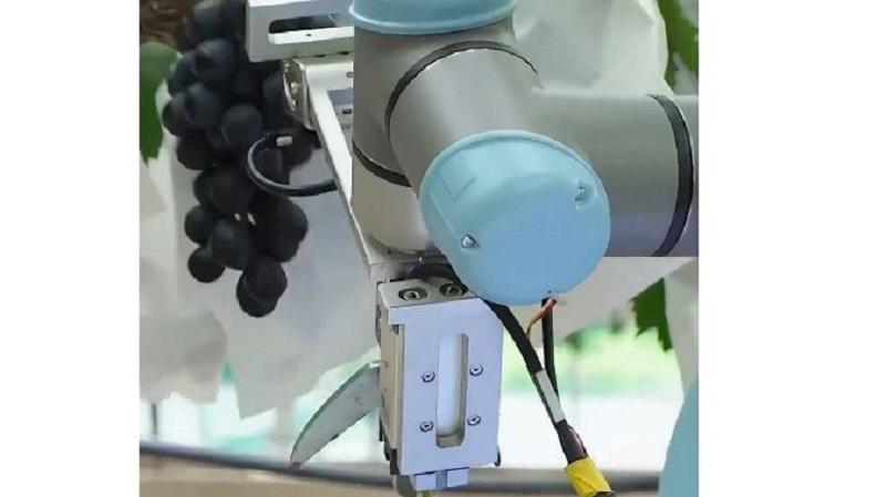 Roboti na osnovi umetne inteligence spreminjajo tradicionalno gojenje grozdja na Kitajskem