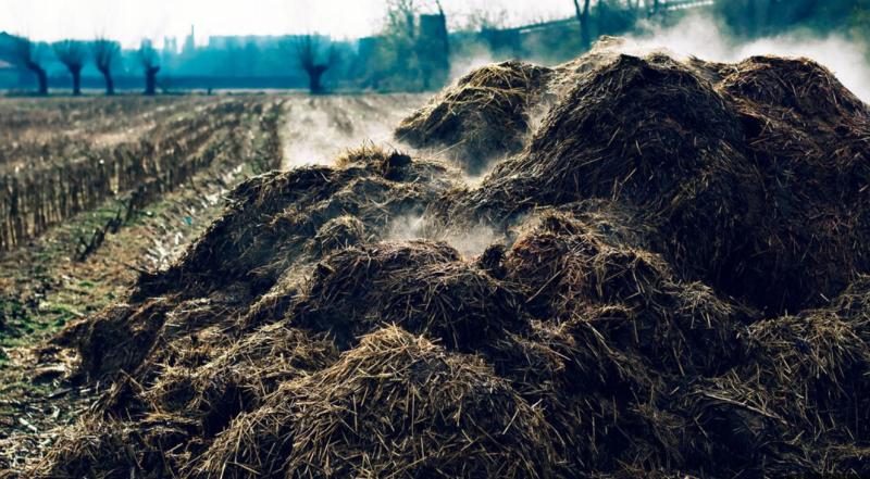 Kako znižati cene hrane? EU ima rešitev – uporabite gnoj