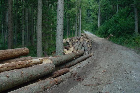 Gozdni sklad naj bi letos razpolagal s 15 milijoni evrov