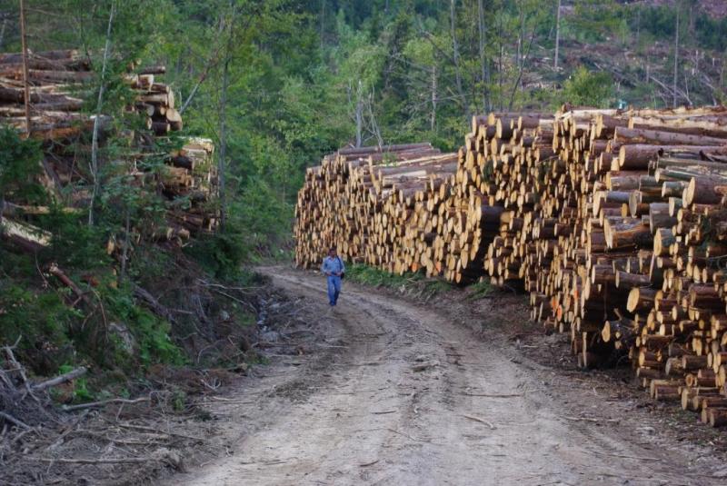 Kmetijsko in gospodarsko ministrstvo glede uspešnosti državne gozdarske družbe na nasprotnih bregovih
