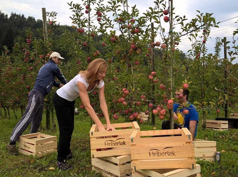 V Sloveniji letos nadpovprečna letina jabolk
