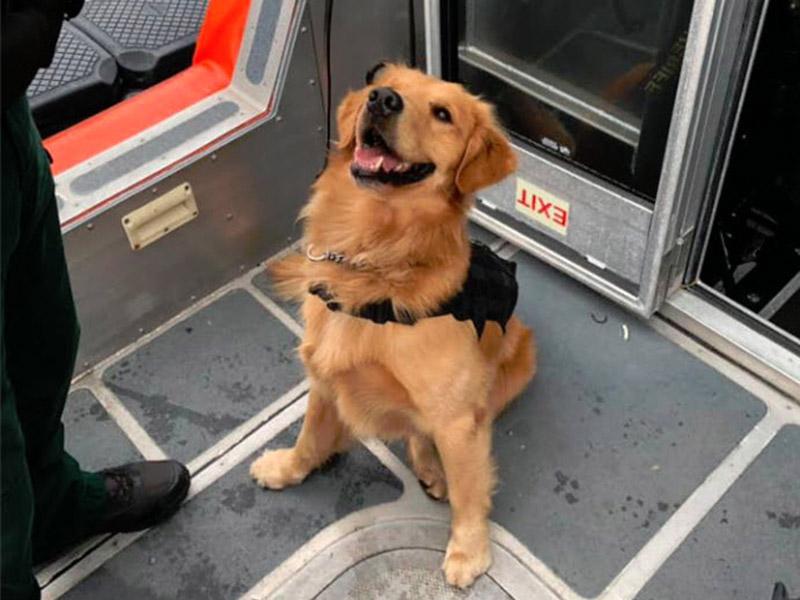 »Okajena« ladja: policijski pes se je predoziral, ko je na križarki preverjal goste techno zabave