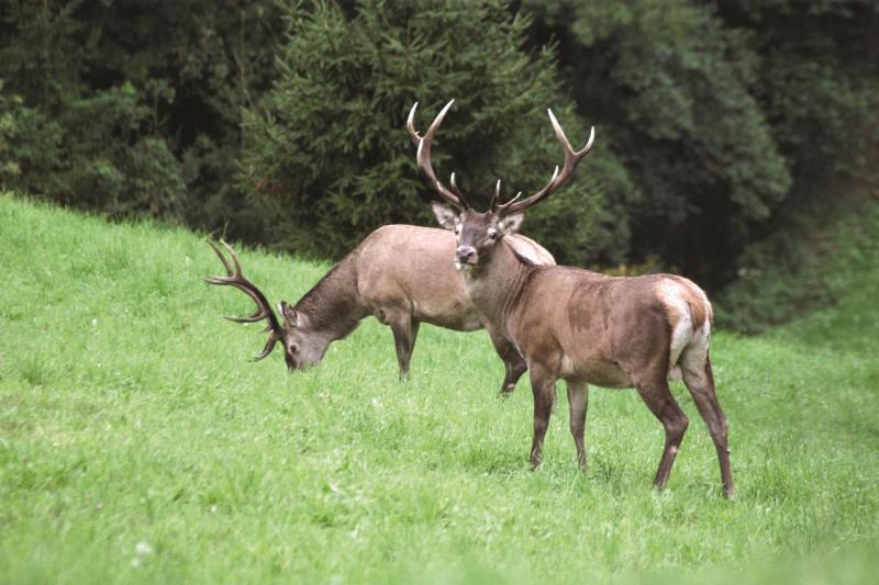 Lovci in kmetje na nasprotnih bregovih glede odstrela jelenjadi