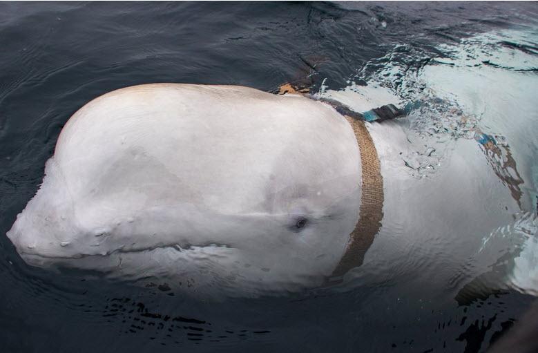 “Ta vrsta se ne obnaša tako”: kaj se bo zgodilo s skrivnostnim kitom, ki so ga obtožili, da je ruski vohun