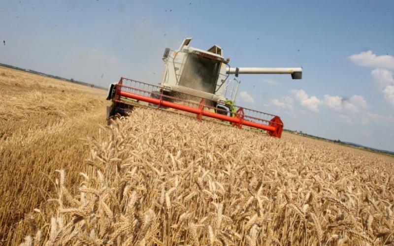 Podnebne spremembe zmanjšale pridelek pšenice, riža in koruze