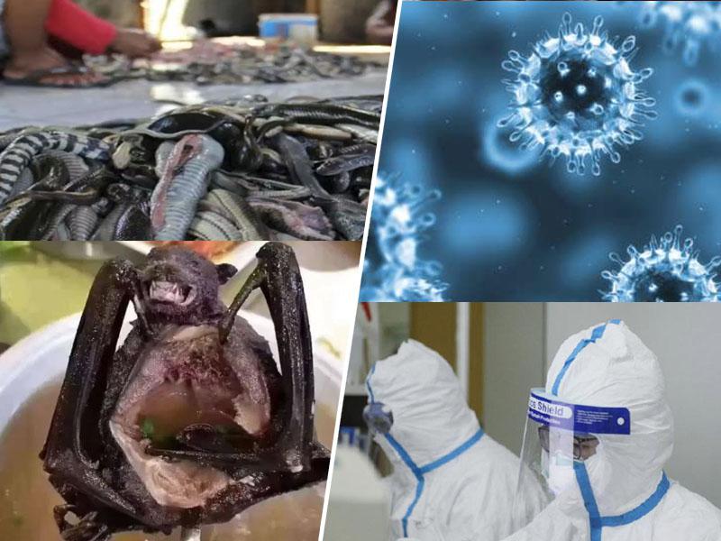 Kako napada ubijalski virus: preko netopirjev in kač do ljudi