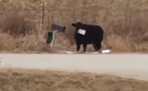 Ko ti krava krade pošto (video)