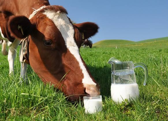 Mlekarna Celeia lani za tri odstotke povečala odkup mleka