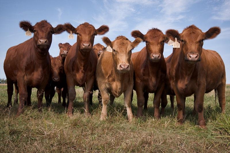 Kmetje pozor, prihaja nov davek - na emisije živali: Prva članica EU že uvaja »davek na kravje prdce«!