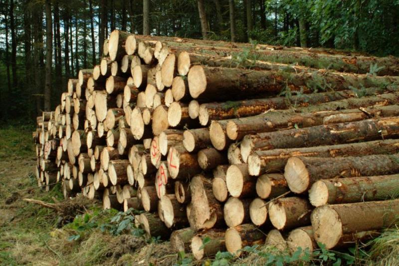 Slovenski lesarji prihodnji teden po posle v ZDA