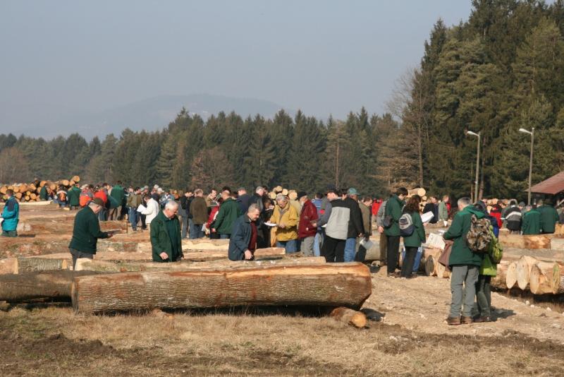 Hlod javorja v Slovenj Gradcu prodali za 9906 evrov