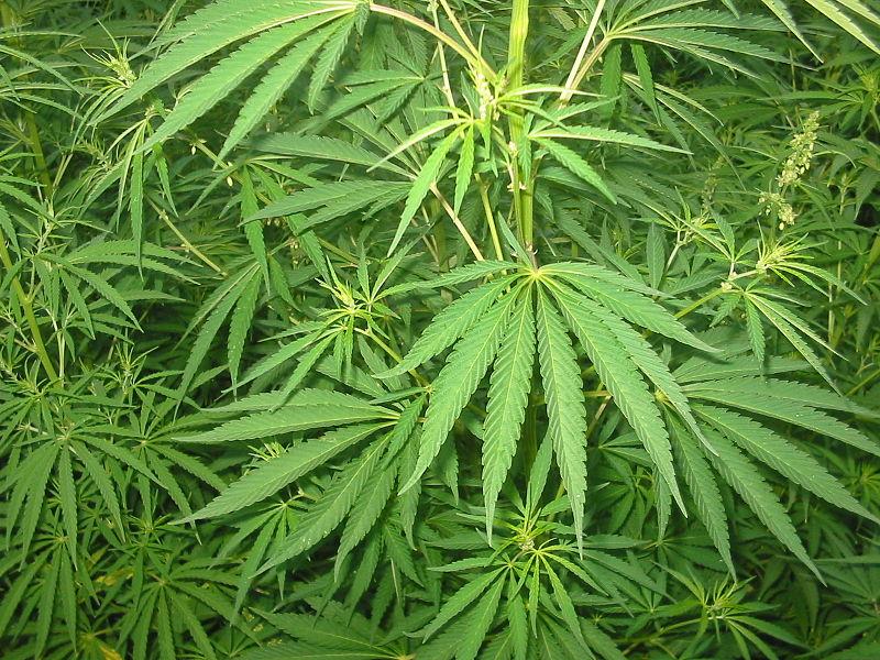 Kalifornija z legalizacijo marihuane za lastno uporabo