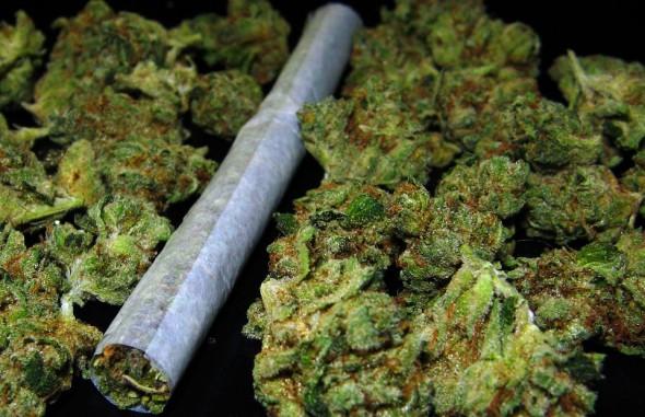Piratska stranka s peticijo za prosto uporabo konoplje v industrijske, medicinske in rekreativne namene