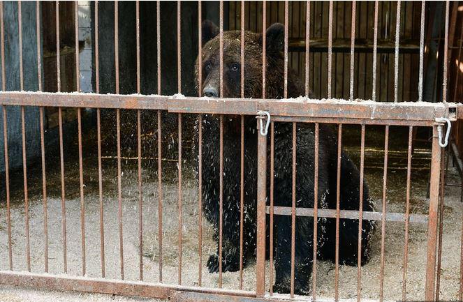 »Takih zverstev še niste videli«: V Albaniji norijo za medvedjim mesom, a to lahko vodi v novo nevarno epidemijo