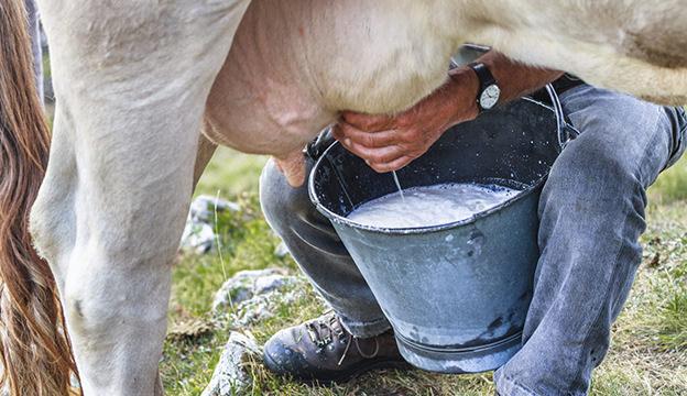Lani v Sloveniji pridelali skoraj 650.000 ton mleka