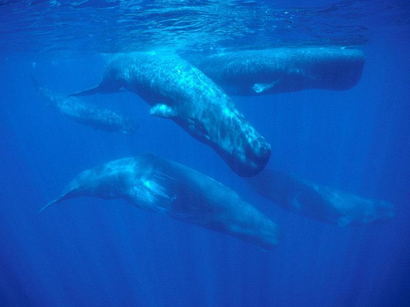 Na avstralski obali nasedlo in poginilo več kot 130 kitov