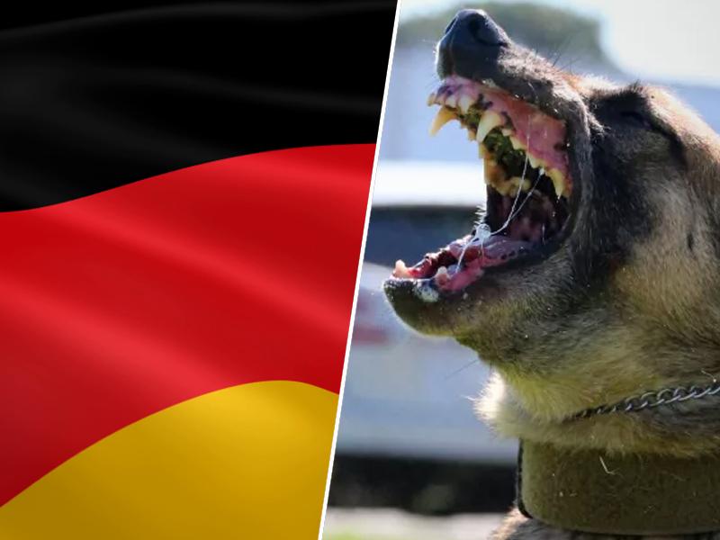 Nemec obsojen, ker je naščuval svoje pse na sirske migrante