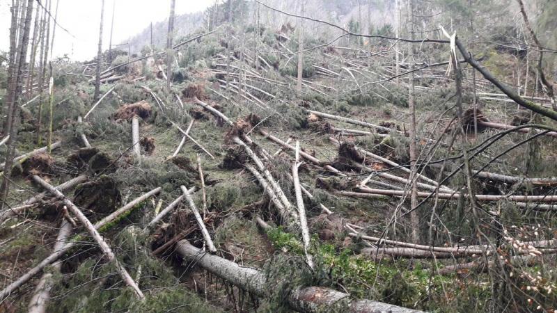 Slovenski državni gozdovi pospešeno v sanacijo po vetrolomu